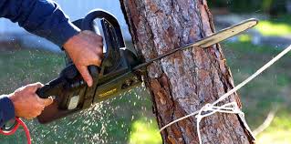 Best Tree Cabling and Bracing  in Hartshorne, OK